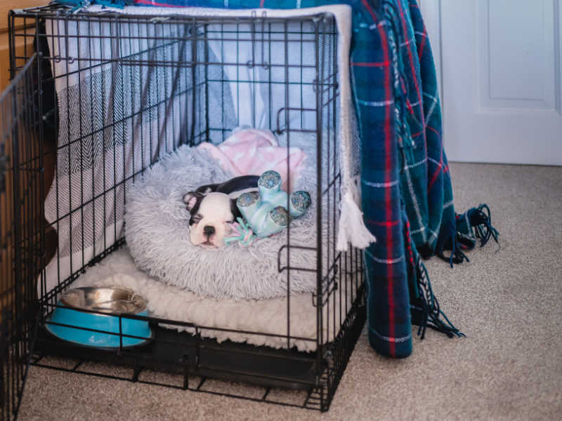 puppy sleeping in crate with blankets over the crate