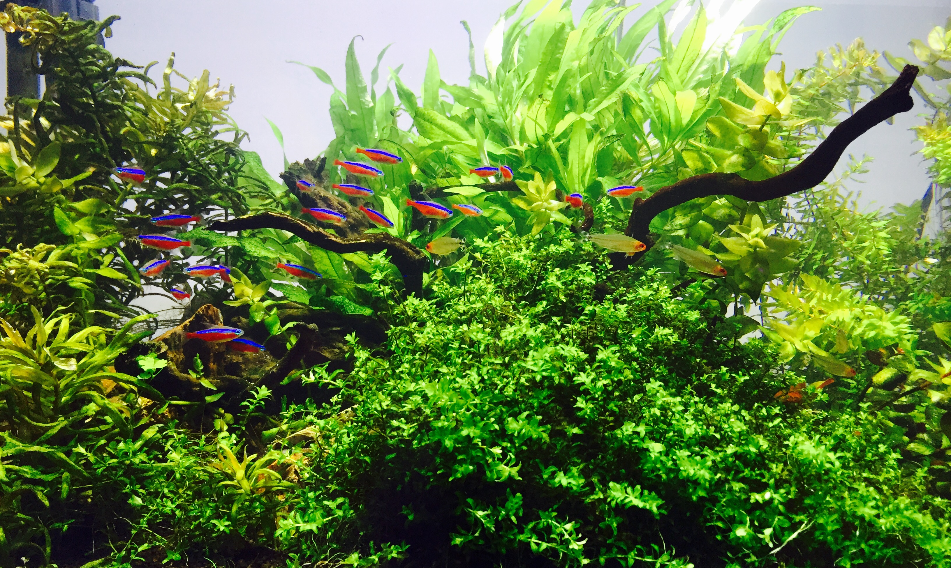 tetra fish in the aquarium