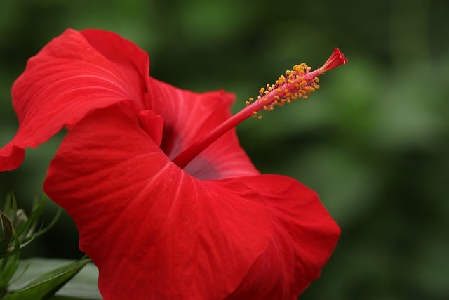 hibiscus, red flower, plant