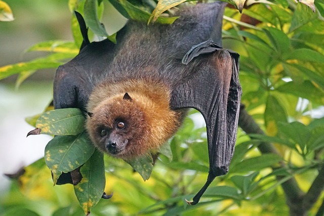 underwood's long tongued bat