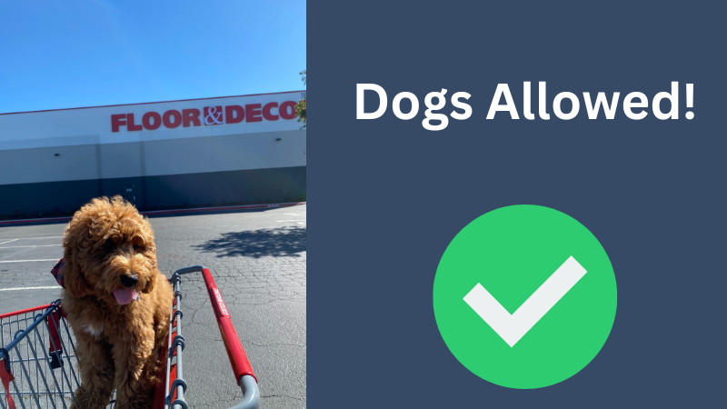 Dog in front of a floor & decor location with the caption "Dogs Allowed" and a green checkmark.