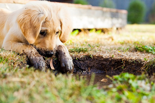 Puppy playing in mud puddle with very muddy paws