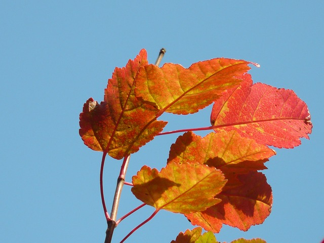 fire maple, red, small-leaved