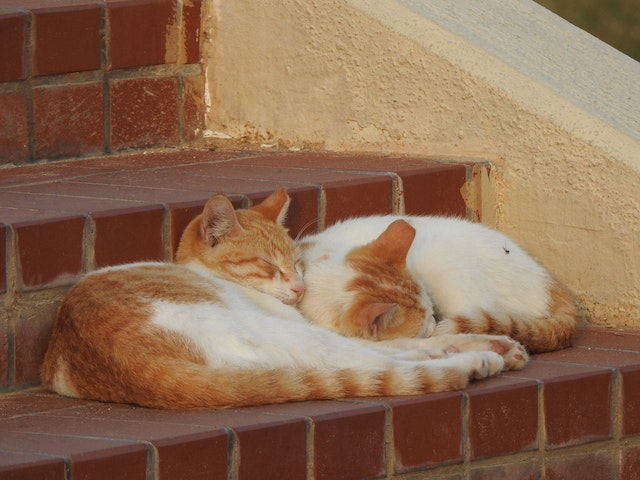 How to keep cat outlet away from bedroom door