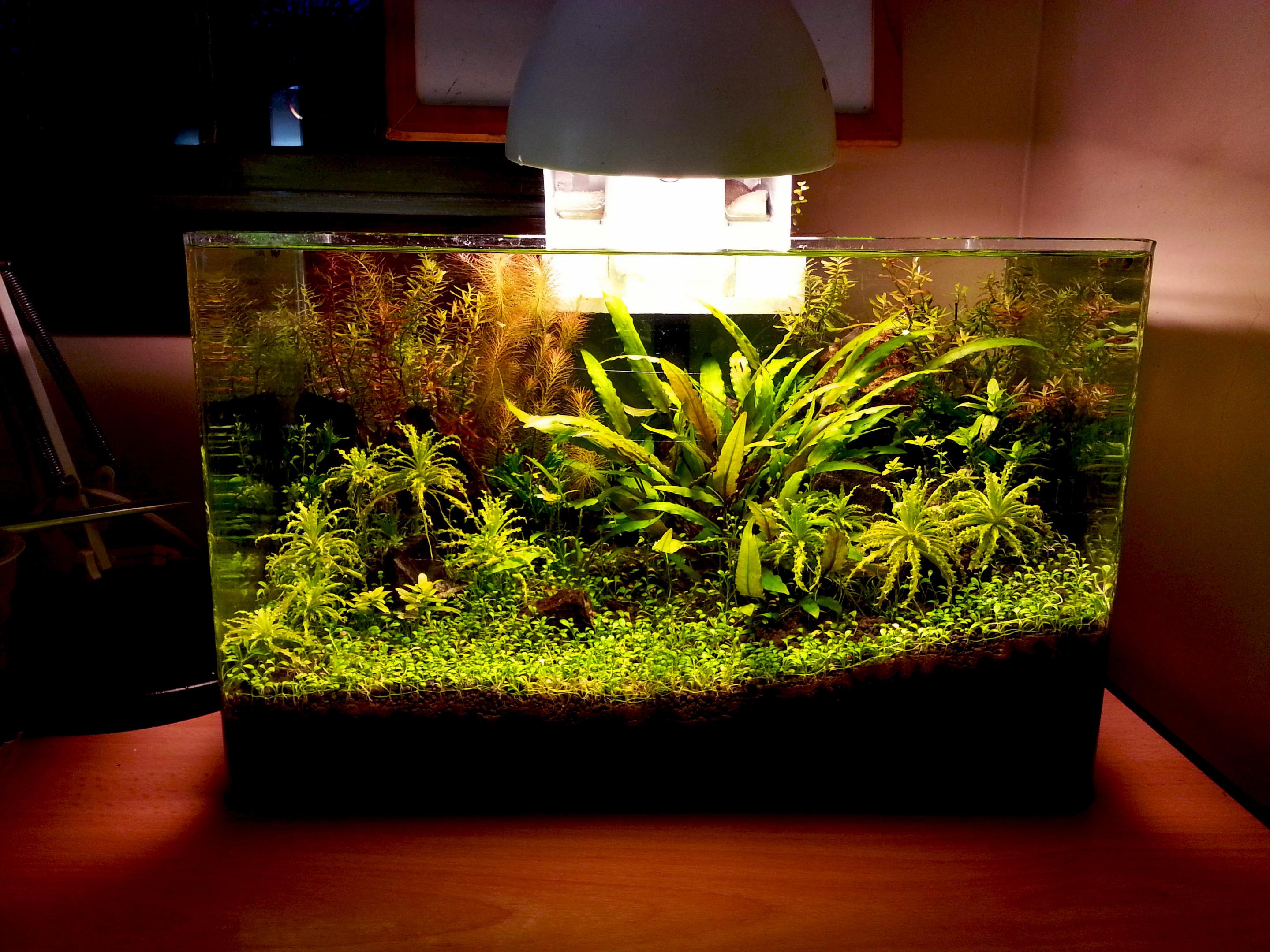 Low tech aquarium with glossostigma elatinoides, lit by a desk lamp.