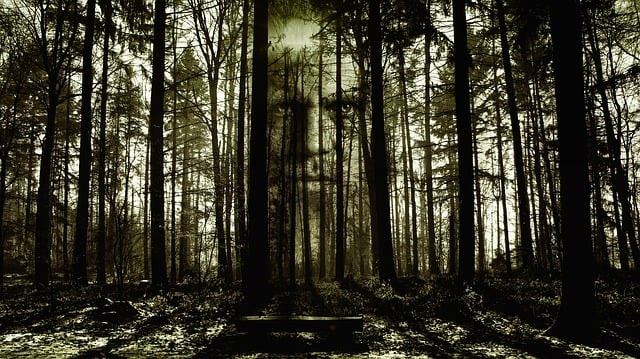 A creepy face behind spooky woods representing horror stories.