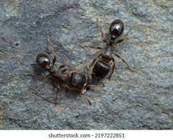 524 Pavement Ants Images, Stock Photos & Vectors | Shutterstock