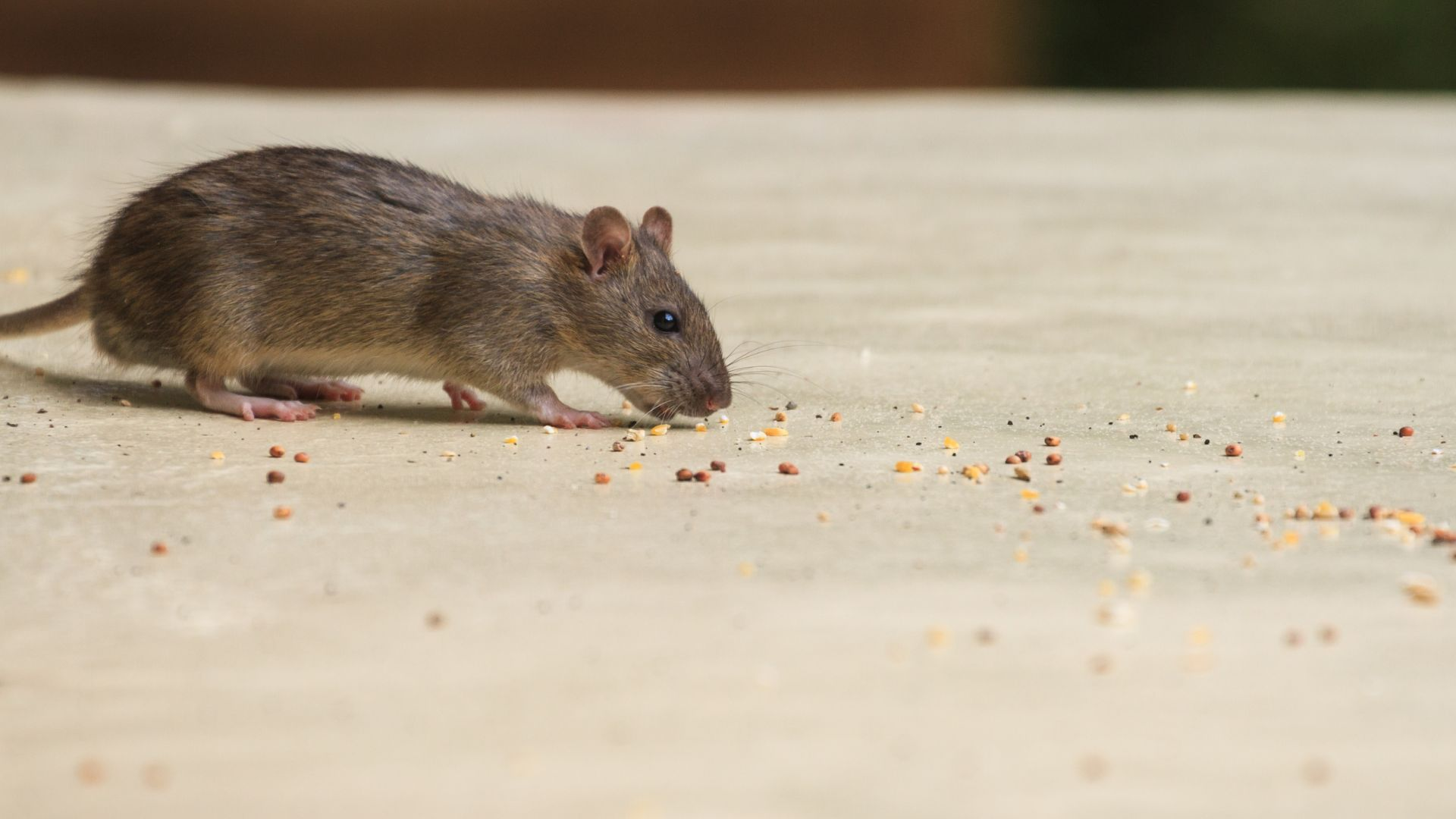 An image of a house mouse eating seeds on a kitchen floor. 
