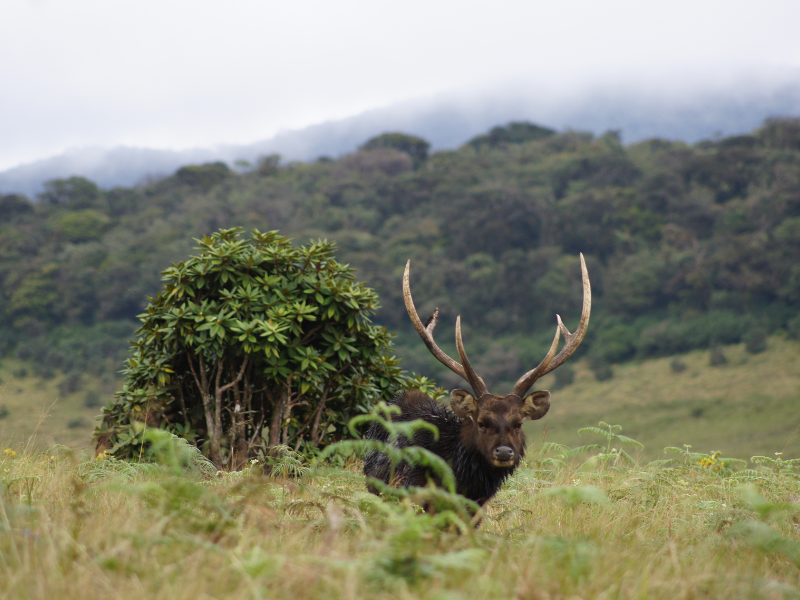Horton Plains Nationalpark Sri Lanka