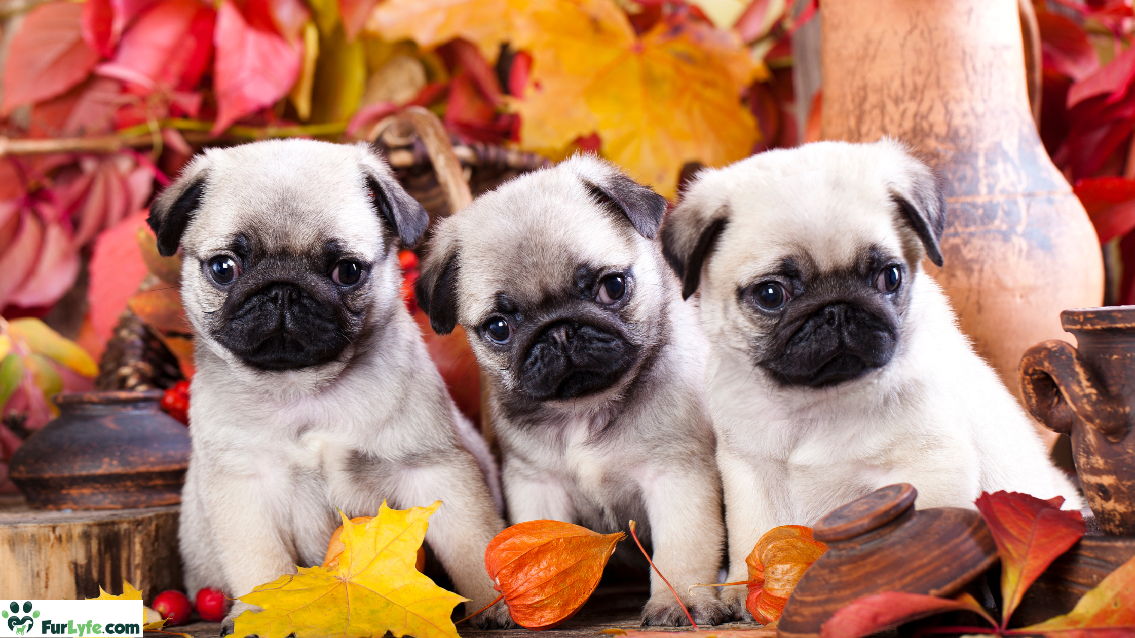 A bunch of pug puppies with a fall leaf background