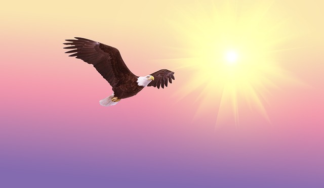 bald eagle, bird, flying
