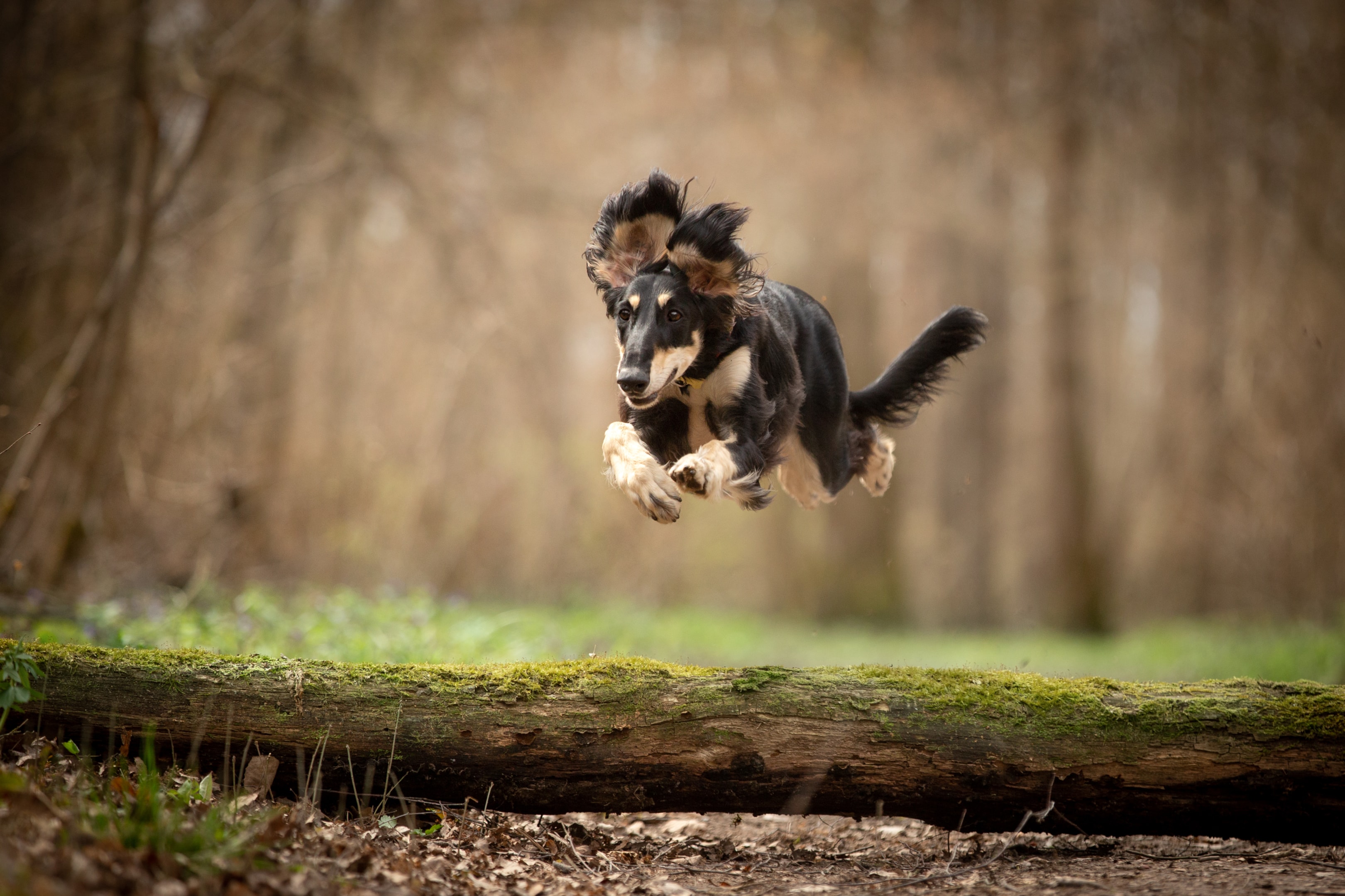 A Saluki leaping through the air