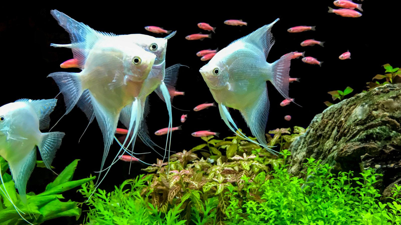 Angel fish are by far the most iconic freshwater aquarium fish. They are simply gorgeous.