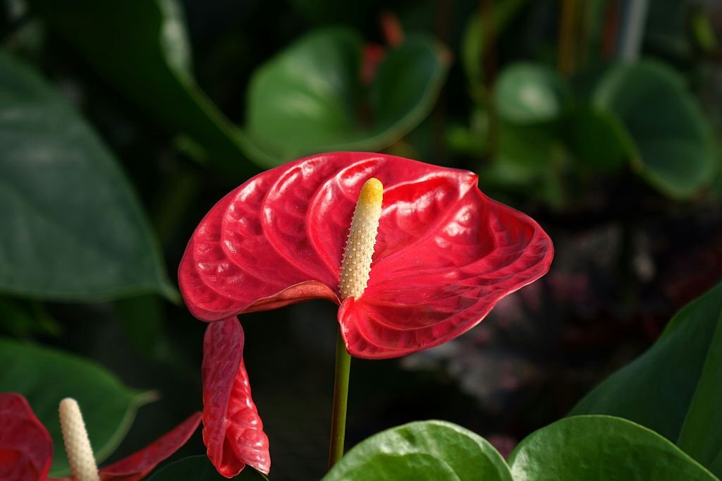 28 Beautiful Flower Names That Start With A 18