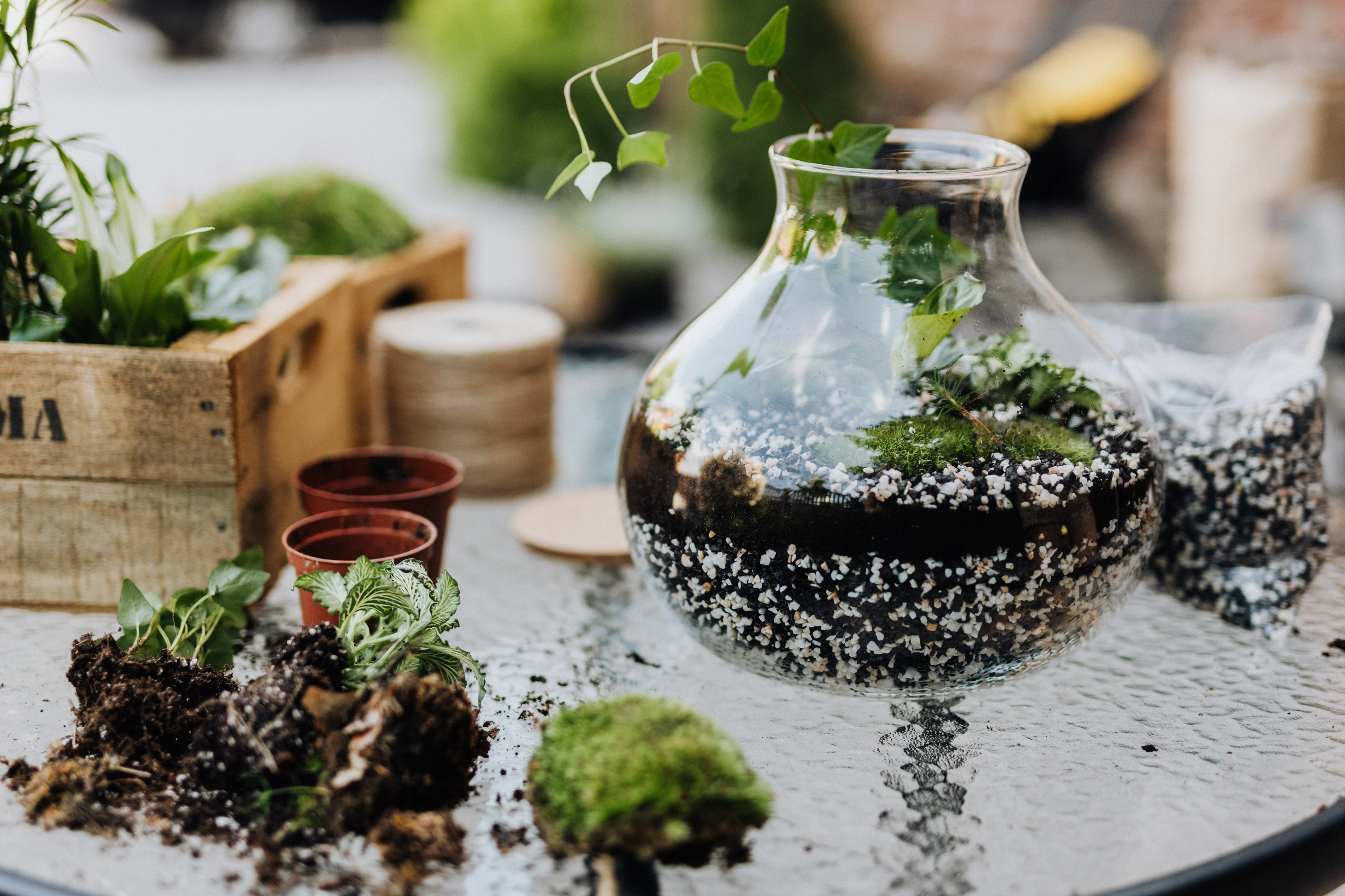 Photo by Karolina Grabowska: https://www.pexels.com/photo/green-plants-inside-a-terrarium-4751996/