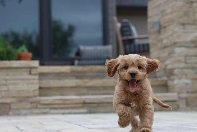 Running Long Coated Brown Puppy