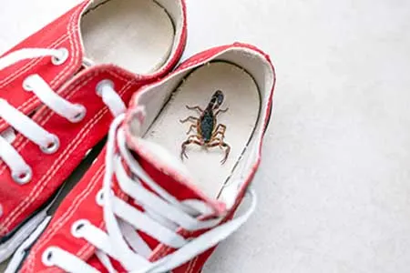 An image of a scorpioon inside a red tennis shoe.
