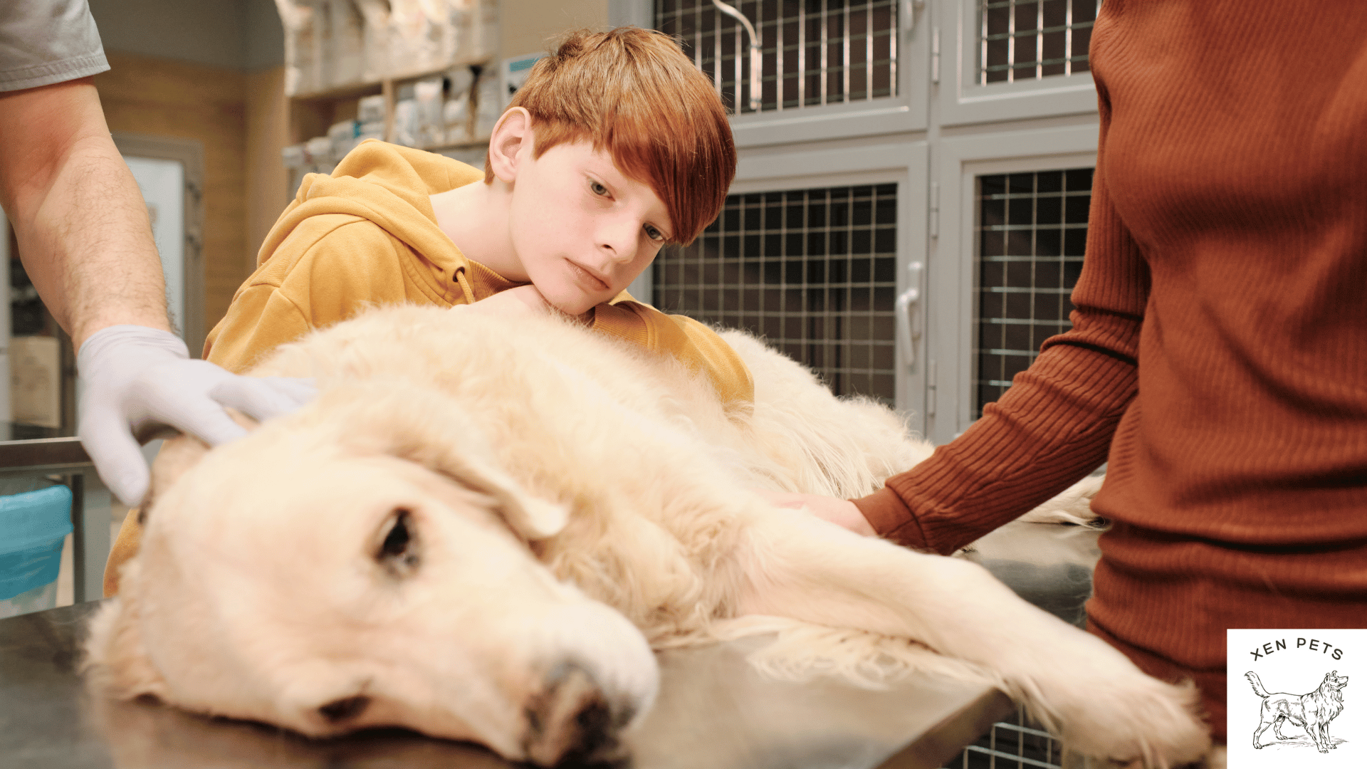 sick dog at the vet laying next to a boy