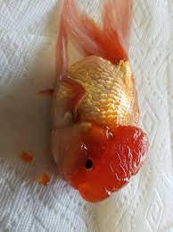 Oranda wen surgery : r/Goldfish