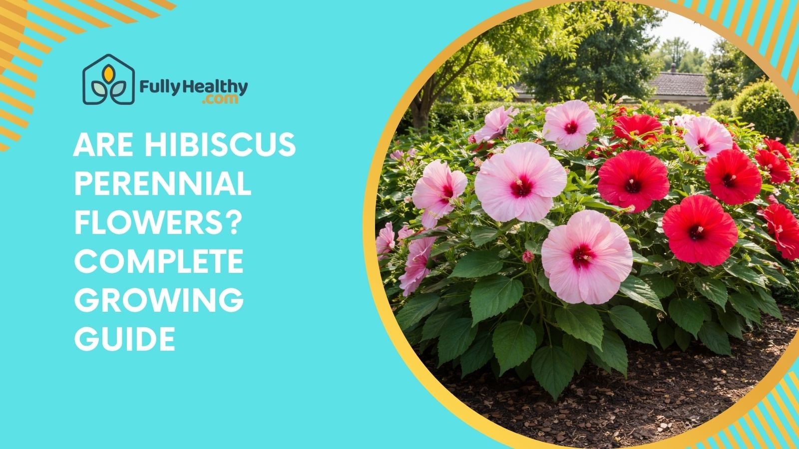 Are Hibiscus Perennial Flowers? Complete Growing Guide