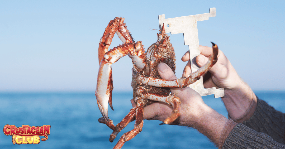 Measuring device used on caught lobster and crabs