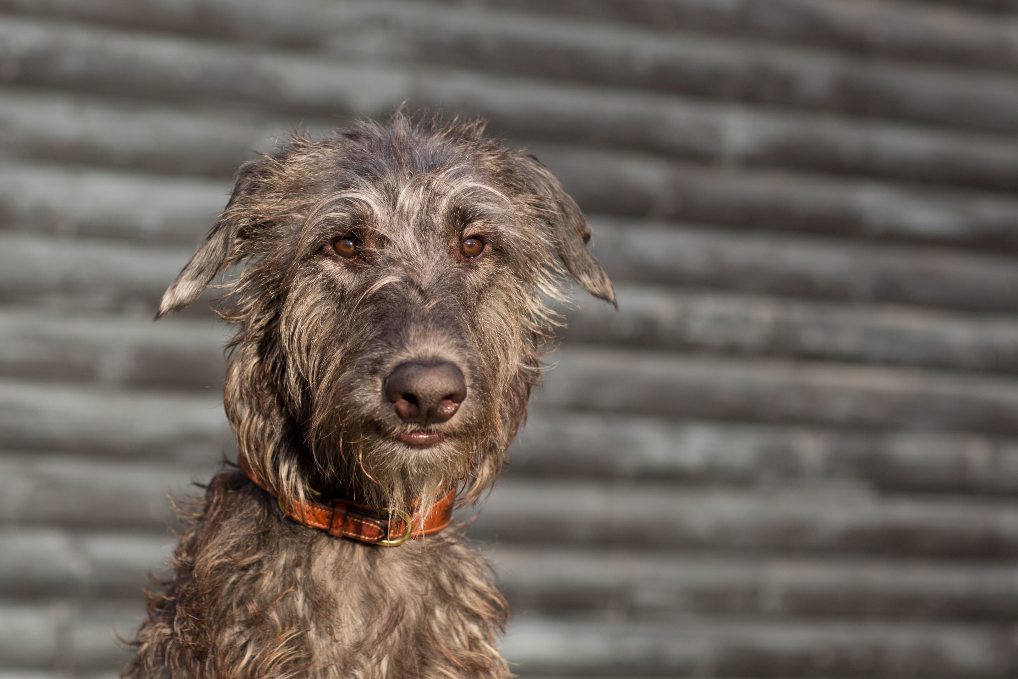 A Smiling faceview of the Scottish Deerhound
