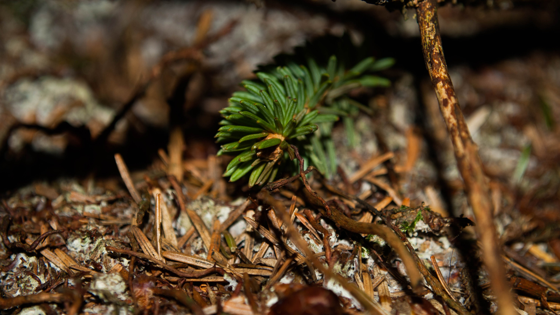 A big pile of pine wood chips, a common tree species for chipping because of its abundance.