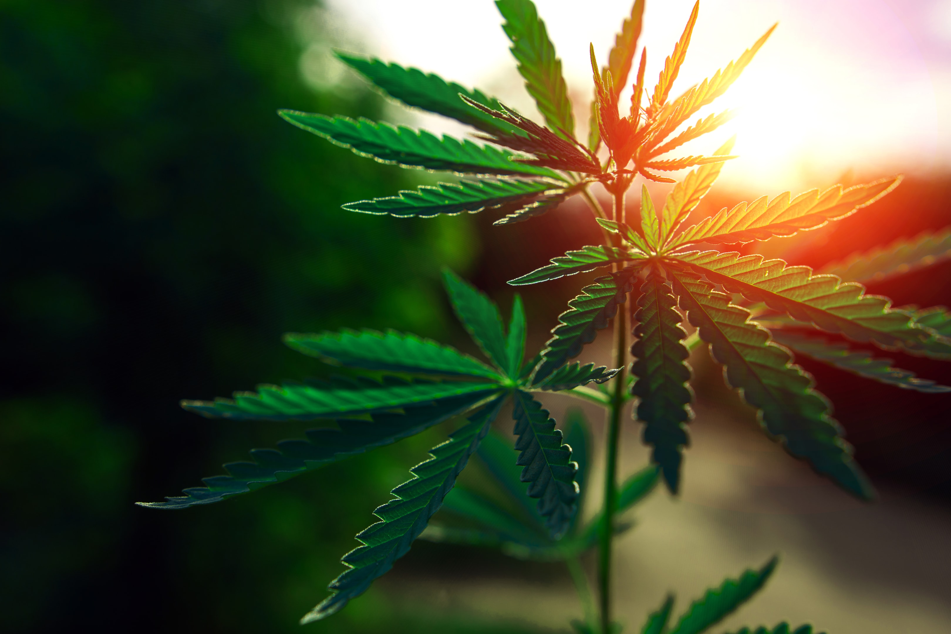 Although we can't make health claims, the cannabis/marijuana/hemp plant has proven its worth. Whether you want more THC or less, that's the difference between marijuana and hemp. But marijuana and hemp are both industries here to stay.