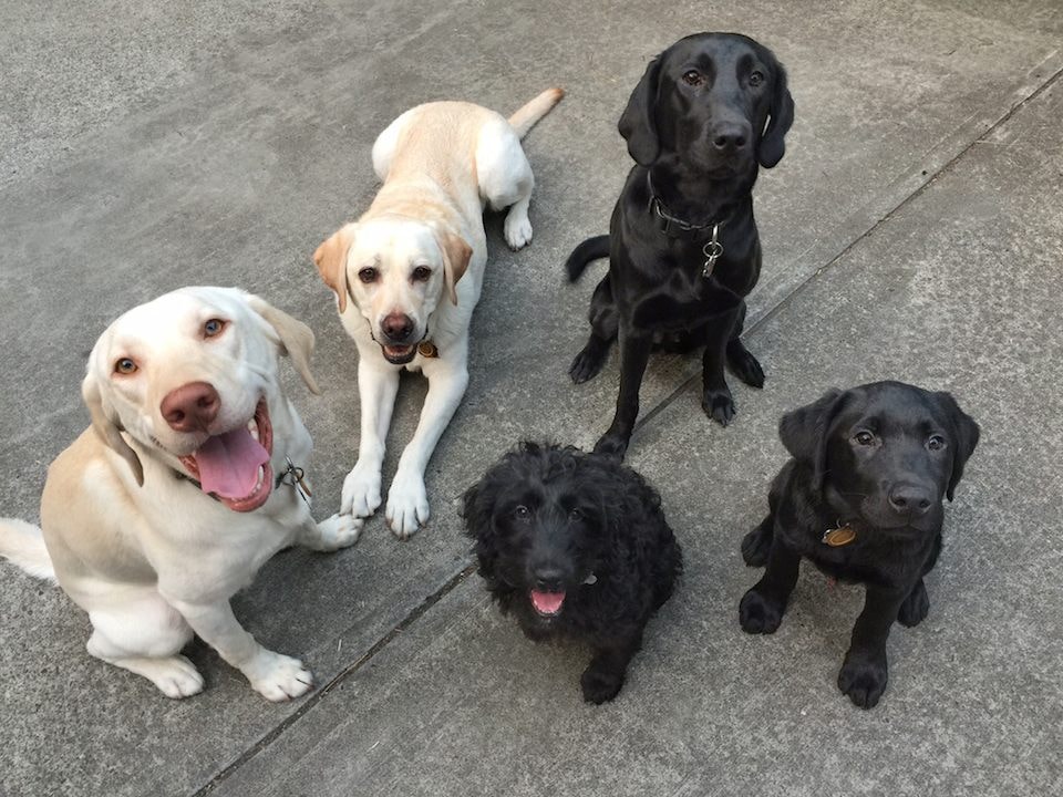 Multi-Dog Household