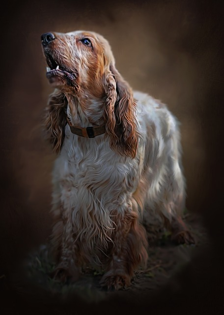 spaniel, dog, breed final artwork