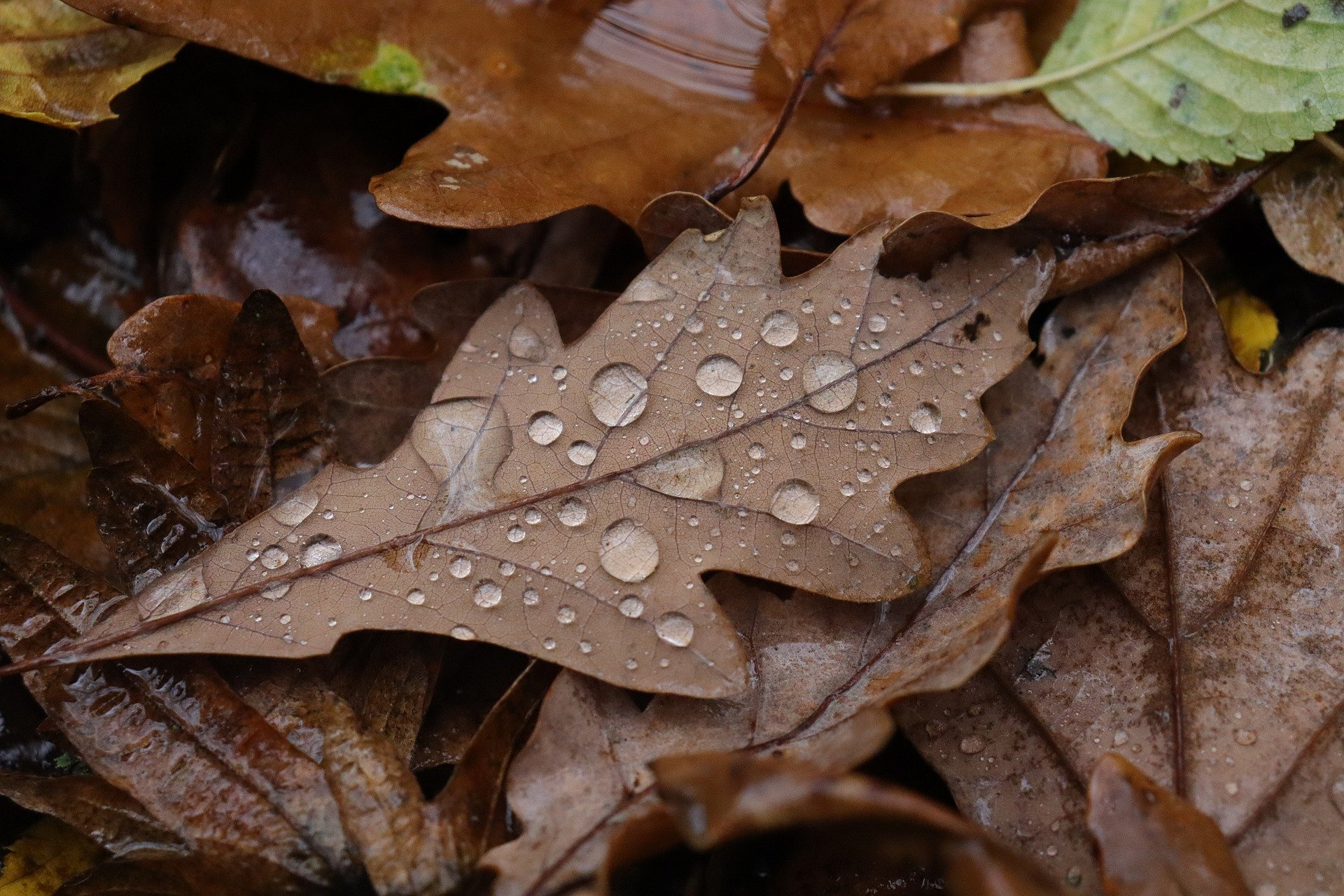 oak leaves