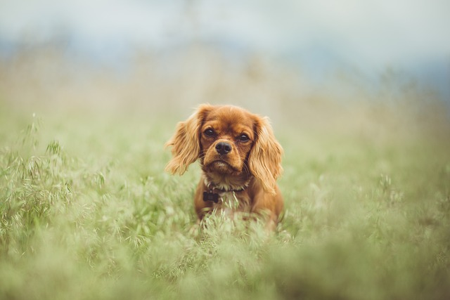 animal, cavalier king charles spaniel, cute