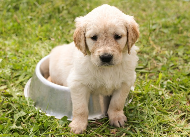 Golden Retriever Puppy On A Dog Bowl