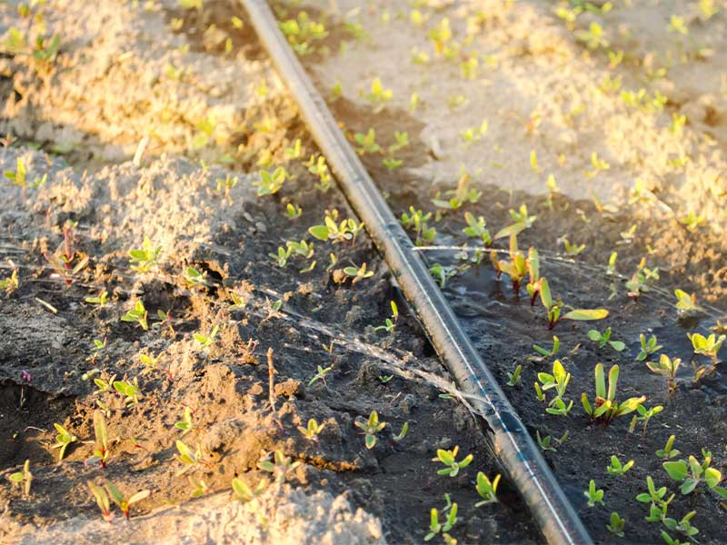 Drip Irrigation Recommendations