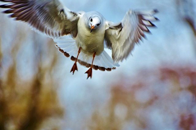 gull, bird, white