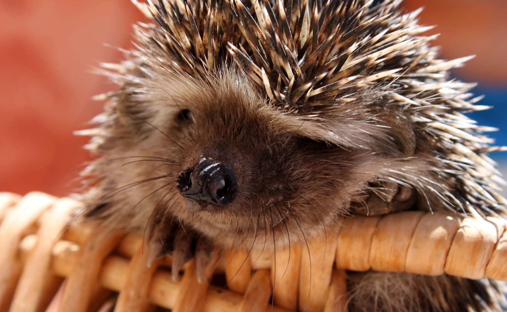 hedgehog as a pet