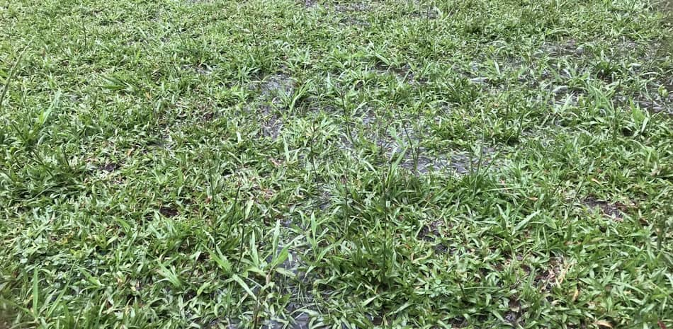 Soccer Ball Grass vs Turf Battle