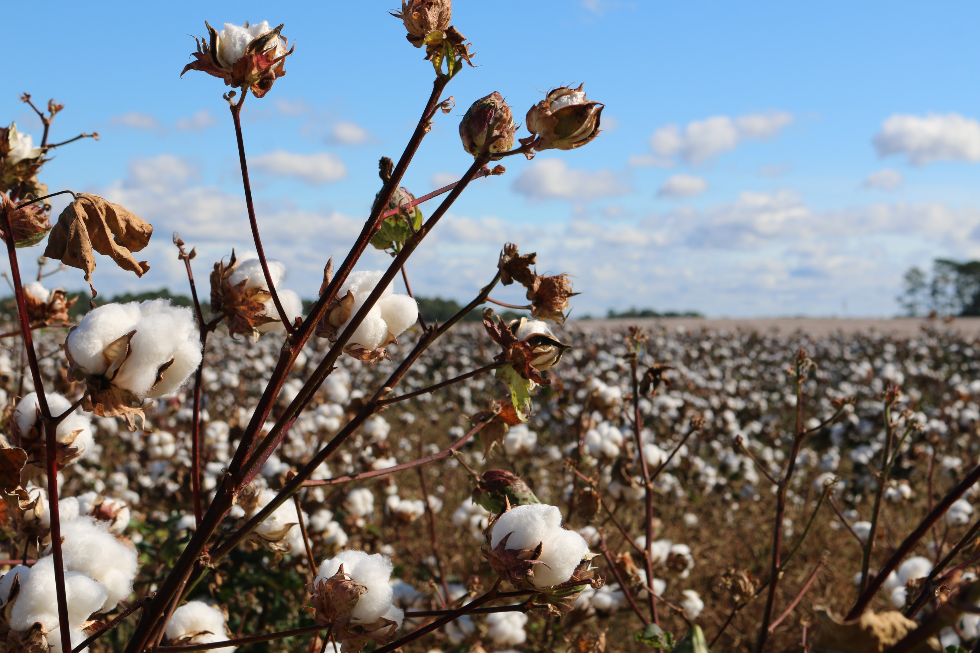 It's Time to Get Real About Organic Cotton