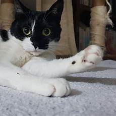 Zwart-witte kat met kleine kale plek onder oor