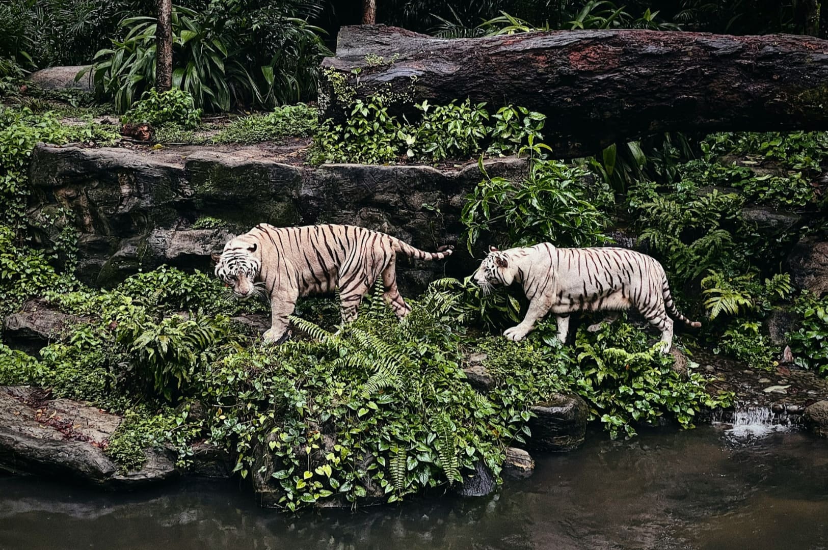 Two white tigers with black stripes walk gracefully on lush, green vegetation beside a rocky ledge. The scene is serene, set in a dense jungle.