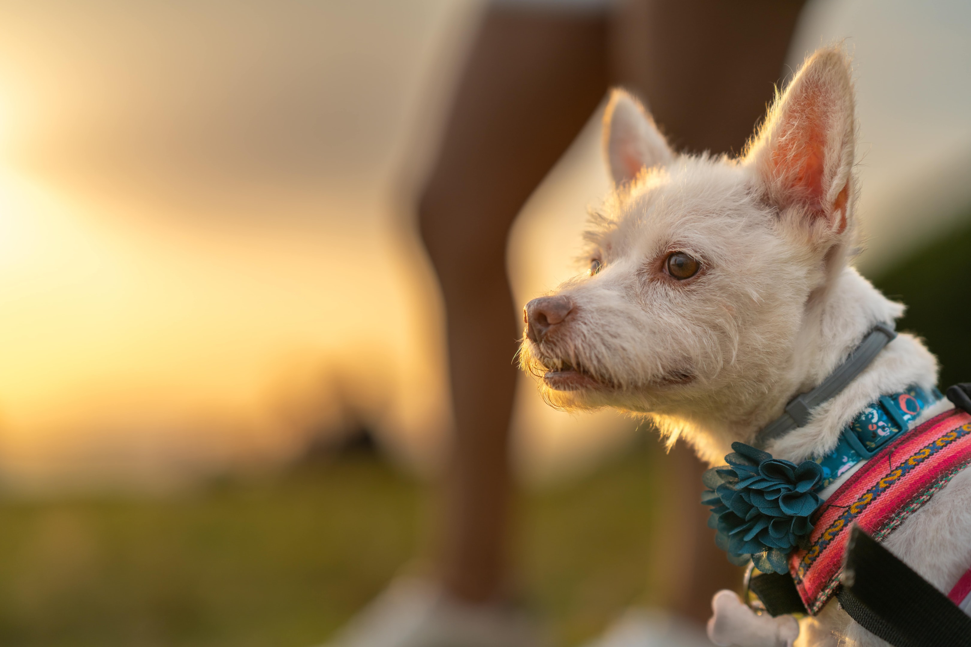 dog walking in park at sunset 