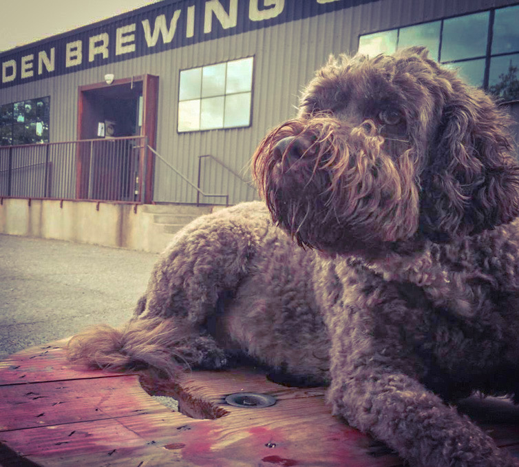 Breweries That Allow Dogs Near Me