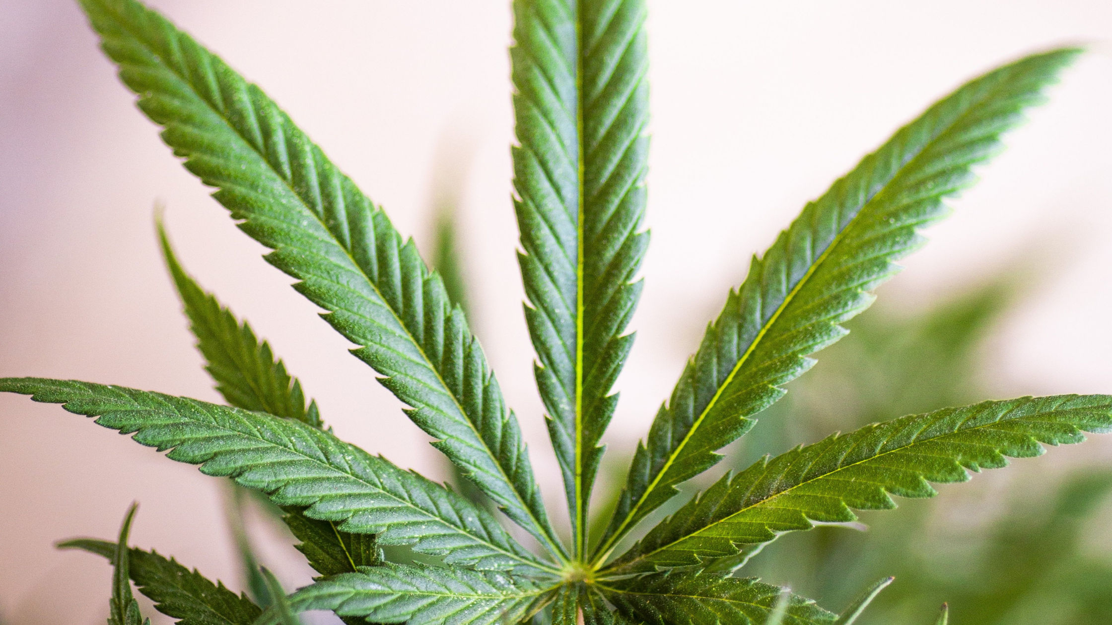 Is marijuana legal in Alabama?