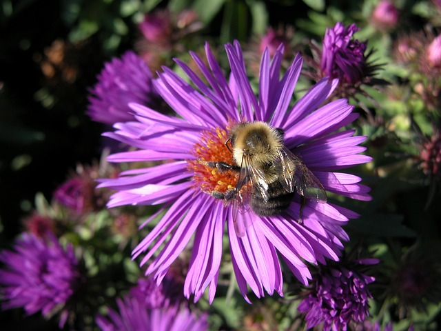 purple native aster, bumble bee