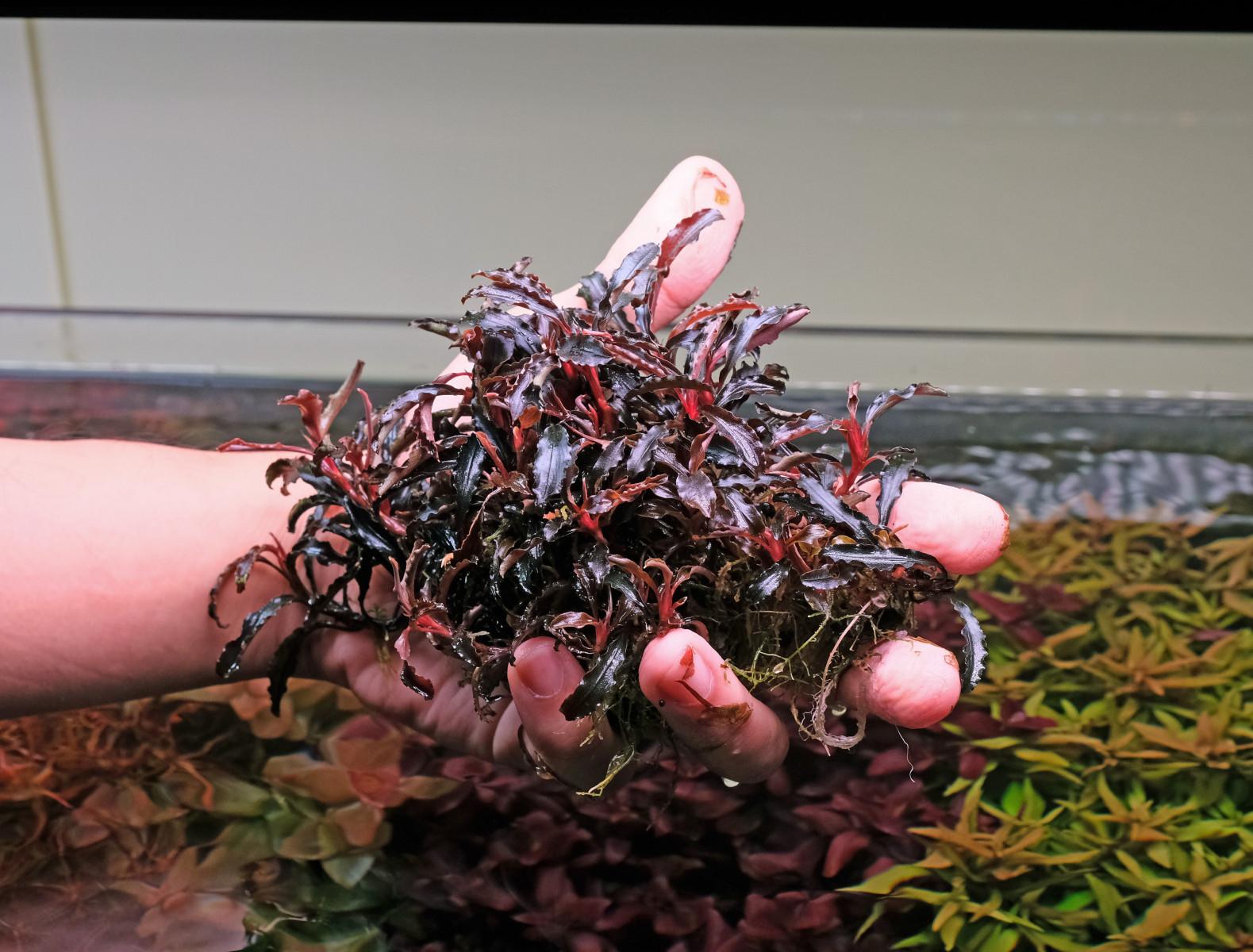 Bucephalandra kedagang