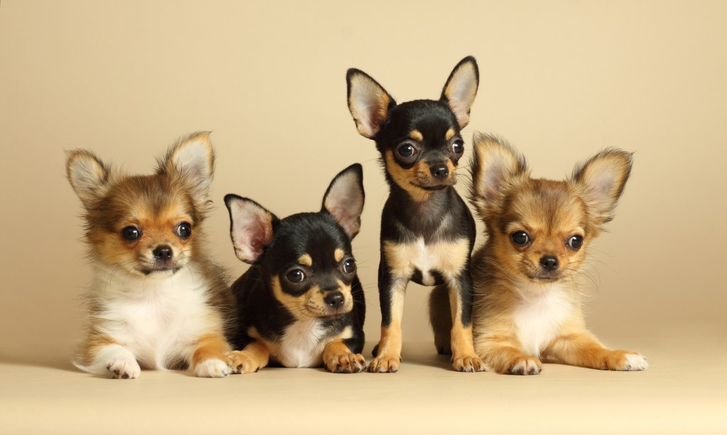 chihuahua dog, oldest breeds, small native dogs