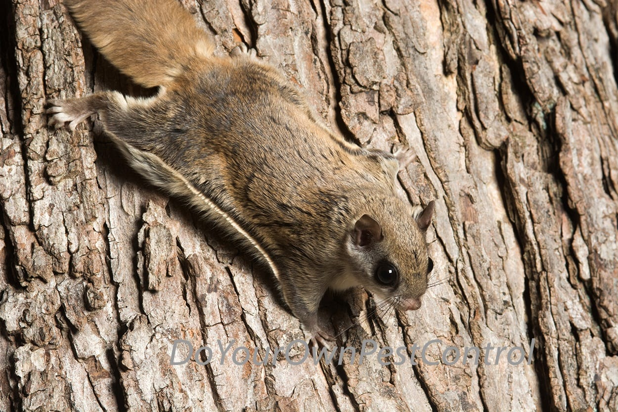 How to Get Rid of Flying Squirrels