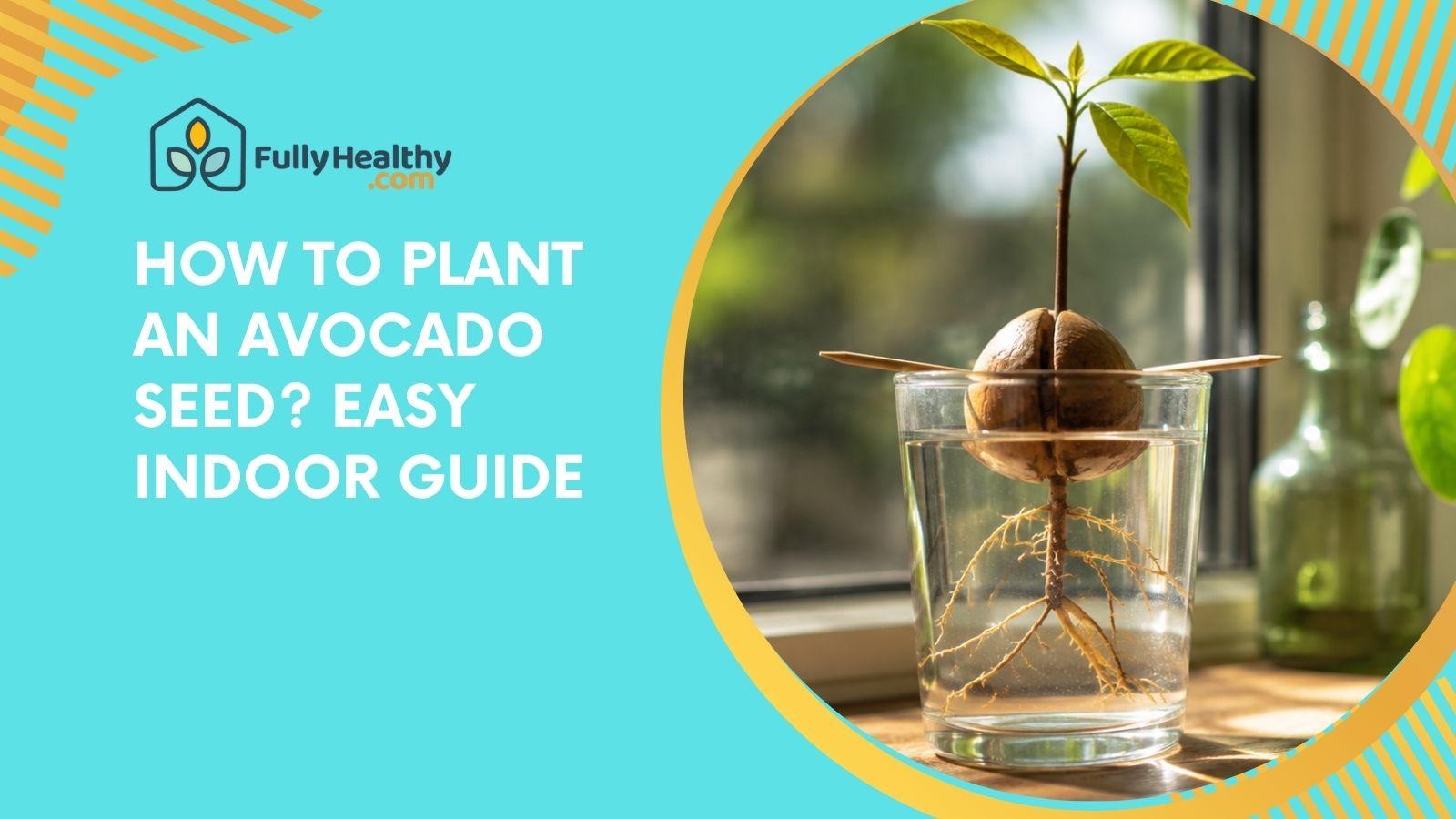 How To Plant An Avocado Seed? Easy Indoor Guide
