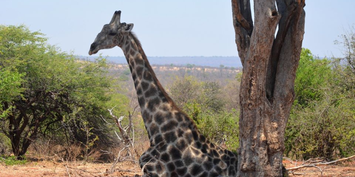 interesting animals in zambia
