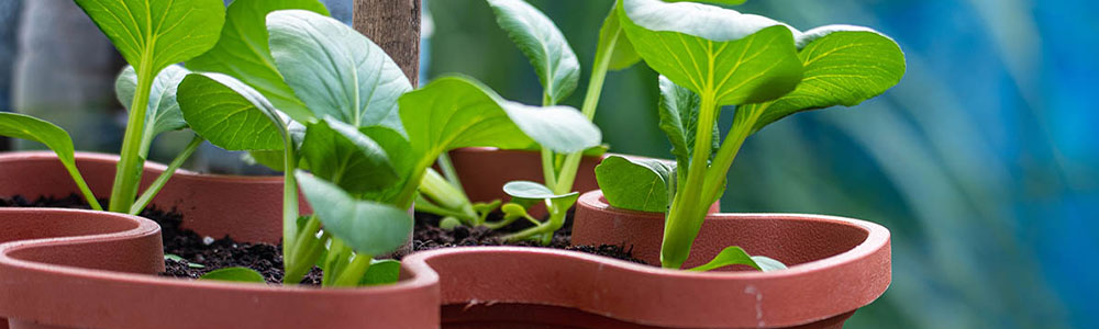 Clean Your Plants and Containers